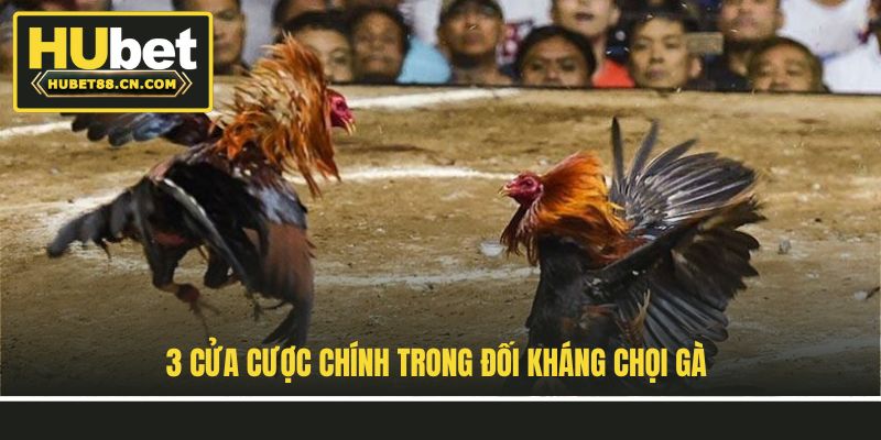 3 cửa cược chính trong đối kháng chọi gà