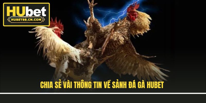 Chia sẻ vài thông tin về sảnh đá gà Hubet