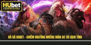 Đá Gà Hubet - Chiêm Ngưỡng Những Màn So Tài Kịch Tính