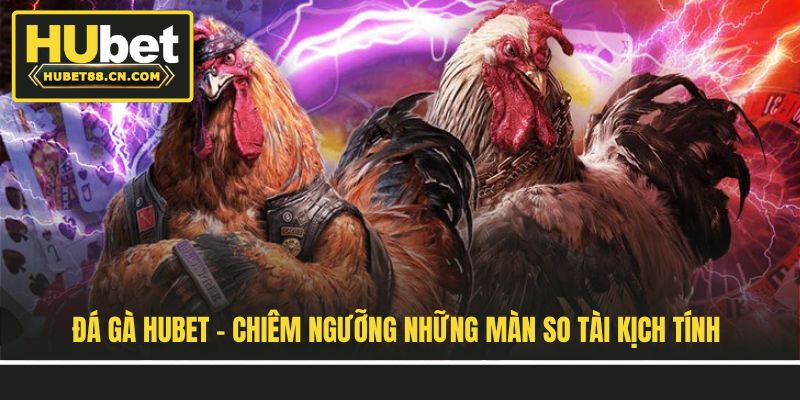 Đá Gà Hubet - Chiêm Ngưỡng Những Màn So Tài Kịch Tính